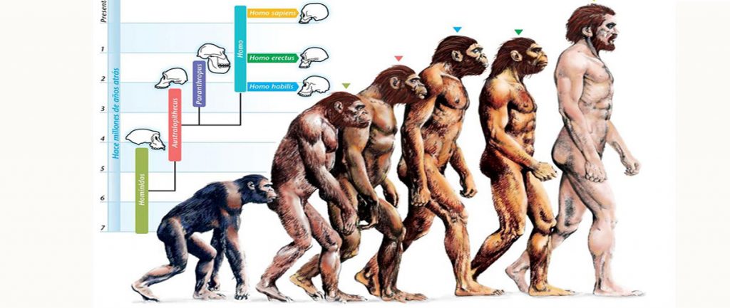 Evolution des homininés